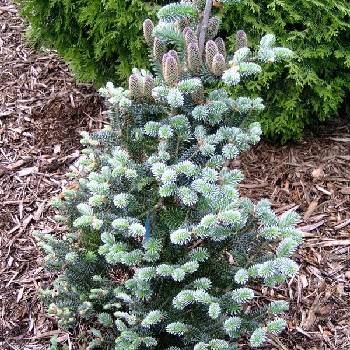 Пихта корейская Abies koreana  ‘Blue Magic’